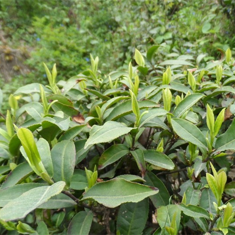 信阳市信阳毛尖雨前茶 信阳毛尖 绿茶厂家供应信阳毛尖雨前茶 信阳毛尖 绿茶