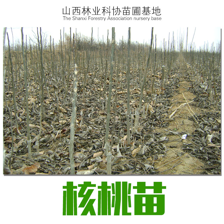 山西核桃苗圖片/山西核桃苗樣板圖 (2)