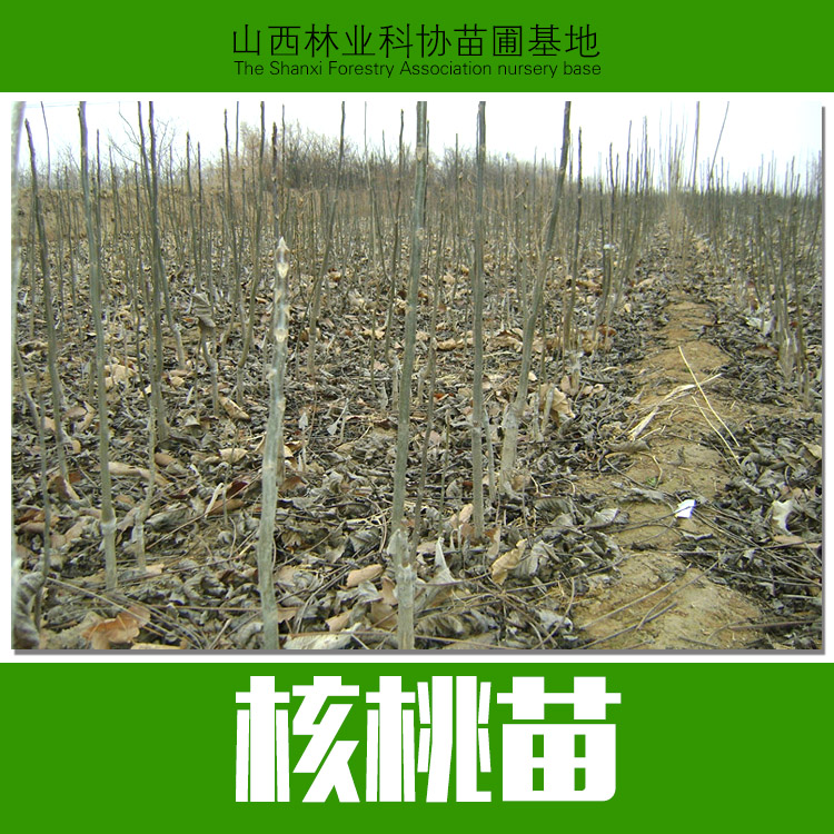 山西核桃苗圖片/山西核桃苗樣板圖 (1)