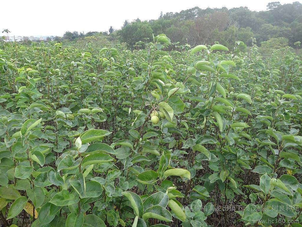 供应用于果苗培育|种植果树的台湾青花梨