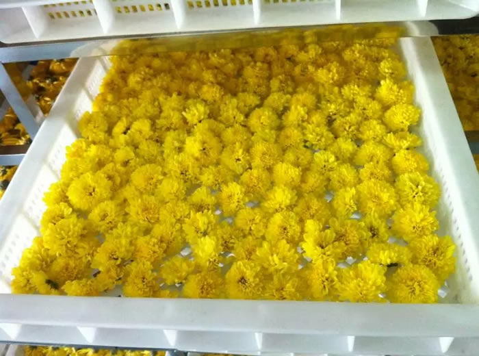 菊花烘干機(jī)圖片/菊花烘干機(jī)樣板圖 (2)