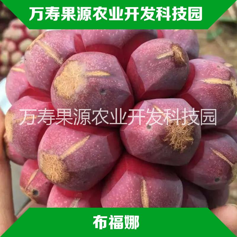 優(yōu)質(zhì)布福娜 黑老虎直銷(xiāo)圖片/優(yōu)質(zhì)布福娜 黑老虎直銷(xiāo)樣板圖 (1)