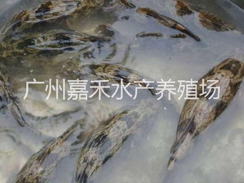 全國筍殼魚苗批發(fā)圖片/全國筍殼魚苗批發(fā)樣板圖 (2)
