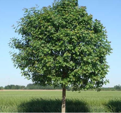 107速生楊圖片/107速生楊樣板圖 (2)