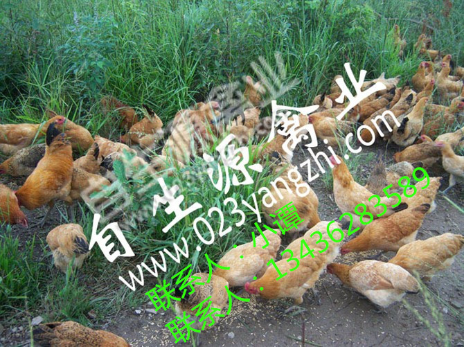 土雞苗圖片/土雞苗樣板圖 (2)
