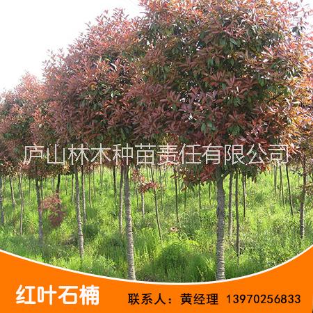 紅葉石楠圖片/紅葉石楠樣板圖 (3)