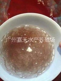 鰻魚魚苗圖片/鰻魚魚苗樣板圖 (4)