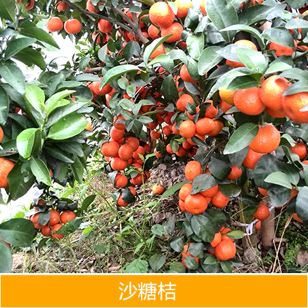 沙糖桔圖片/沙糖桔樣板圖 (2)