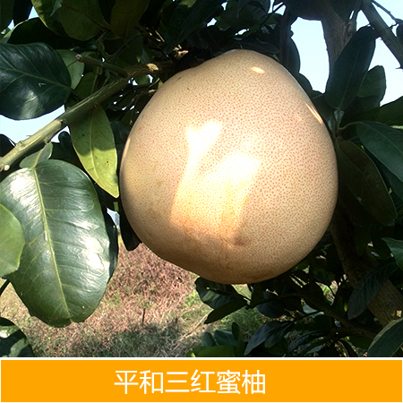 紅蜜柚圖片/紅蜜柚樣板圖 (3)