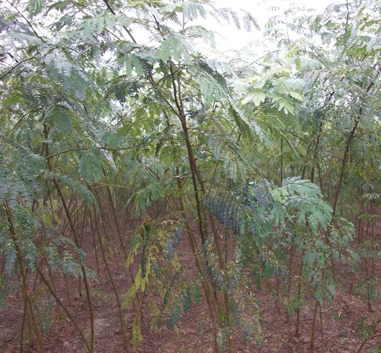 供應(yīng)合歡樹(shù)苗