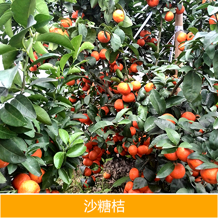 沙糖桔圖片/沙糖桔樣板圖 (1)