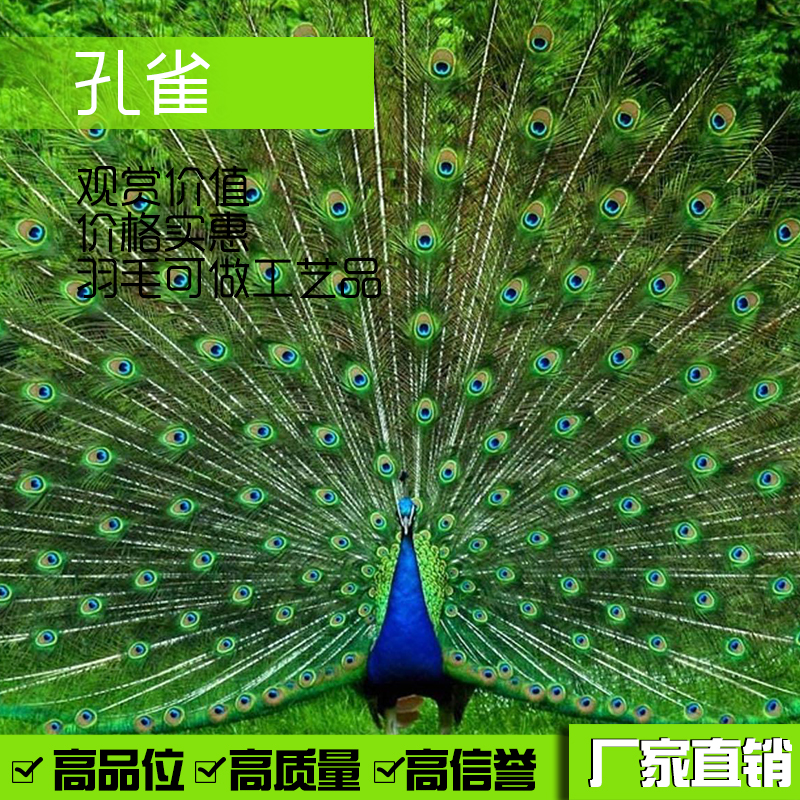 山東 肉食 苗銷售