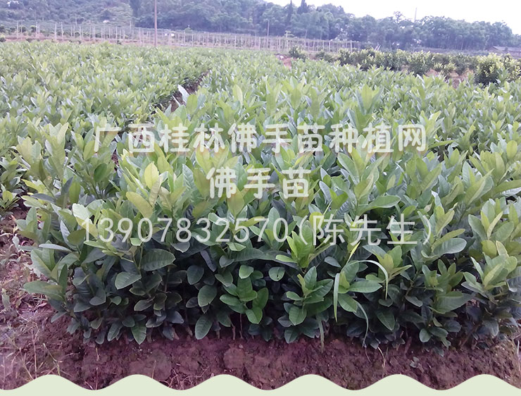 供應(yīng)永福廣佛手苗，廣佛手苗，佛手苗，佛手瓜