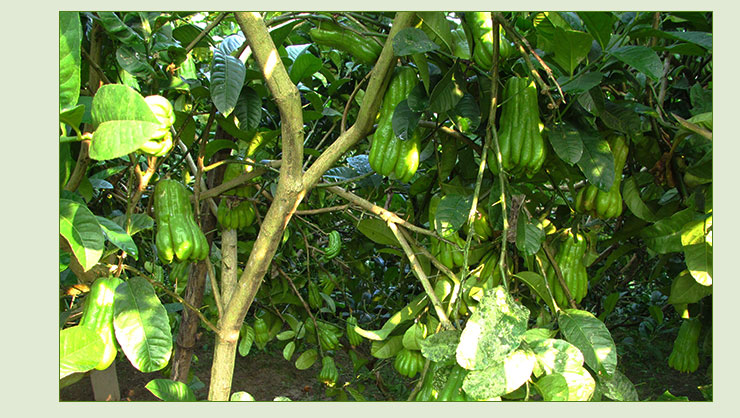 佛手苗圖片/佛手苗樣板圖 (4)