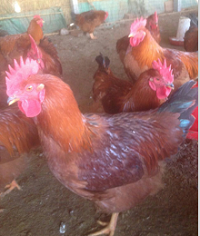 紅玉雞苗圖片/紅玉雞苗樣板圖 (2)