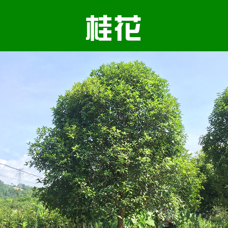 桂花樹(shù)圖片/桂花樹(shù)樣板圖 (2)