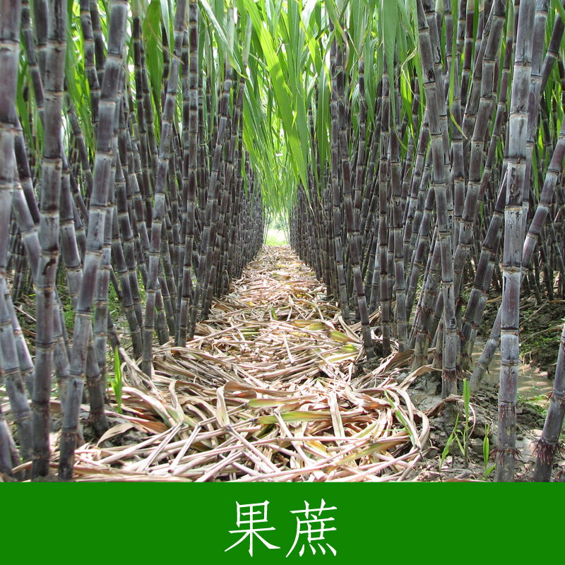 甘蔗圖片/甘蔗樣板圖 (2)
