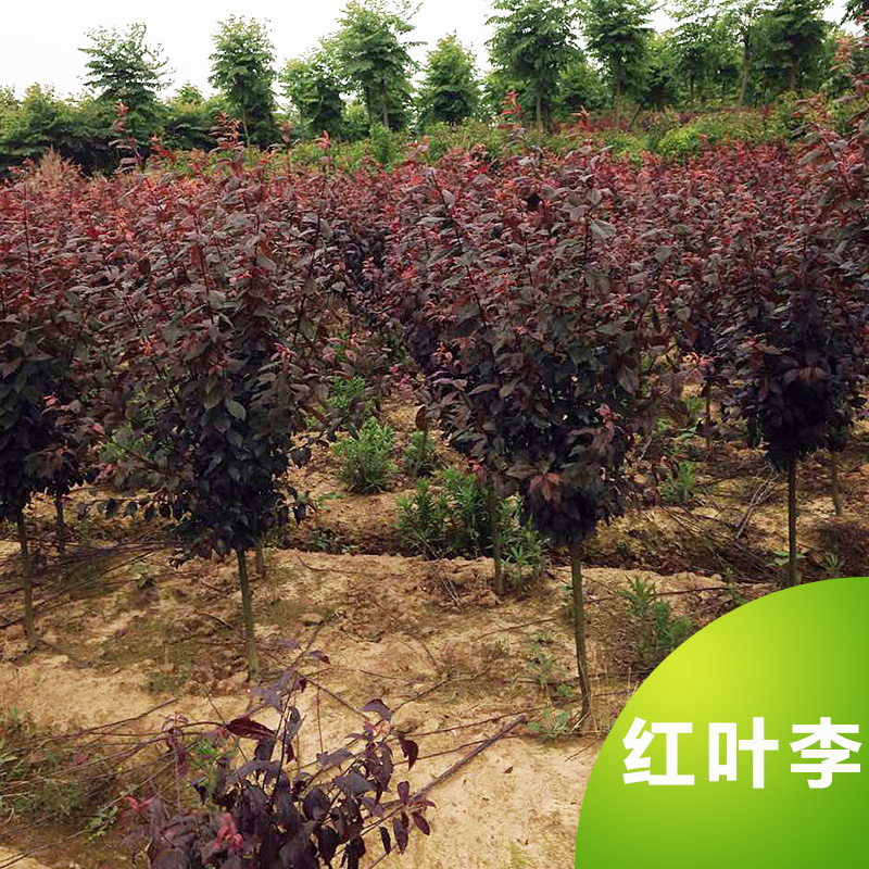 供應(yīng)紅葉李 紅葉李樹苗 綠化工程苗 荊州苗木基地