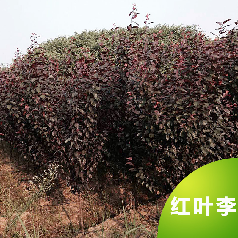 紅葉李圖片/紅葉李樣板圖 (2)