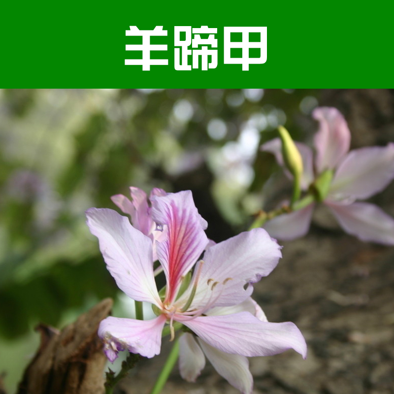 苗木基地圖片/苗木基地樣板圖 (3)