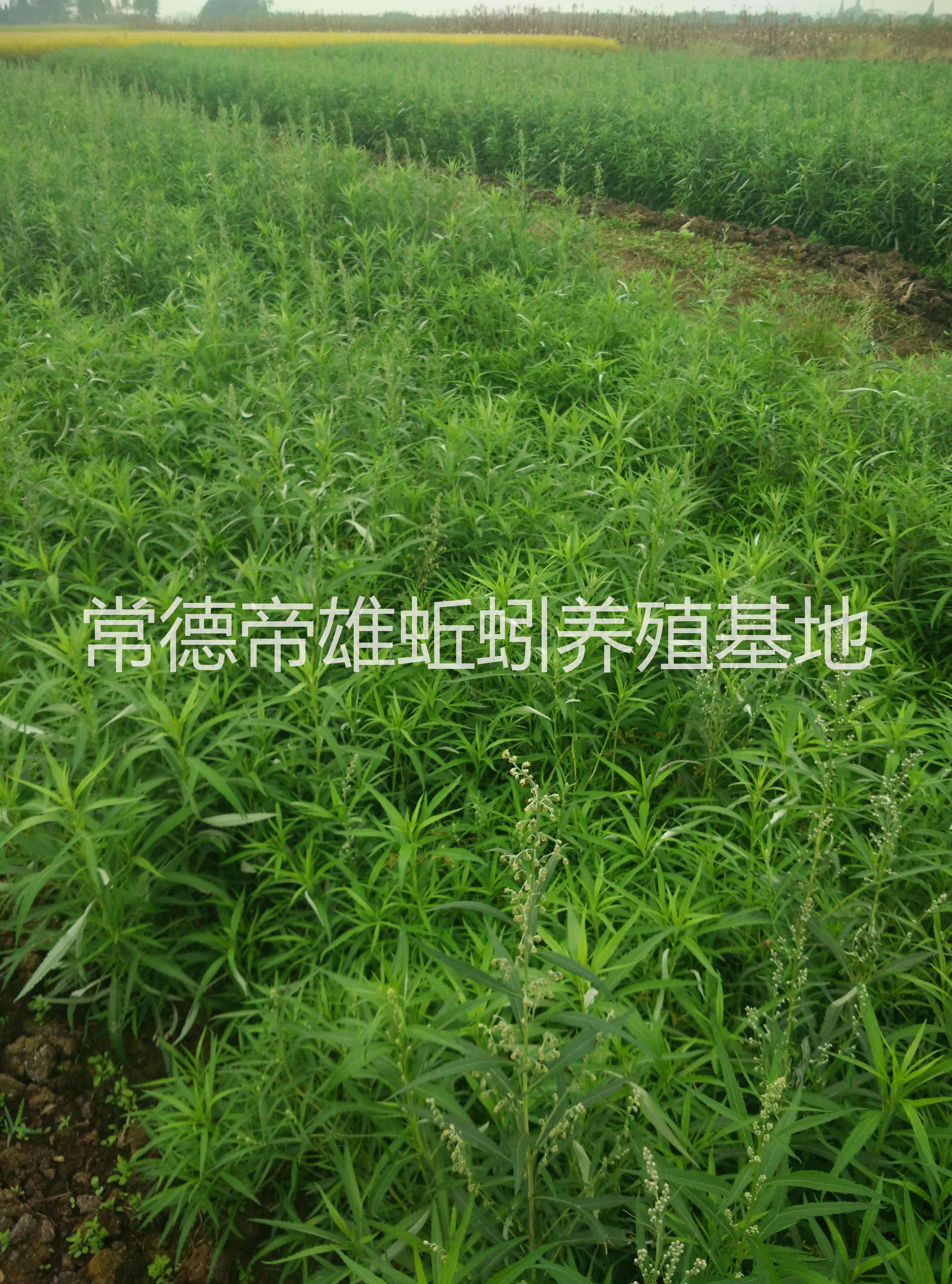 供應(yīng)批發(fā)*藜蒿洞庭湖蒿 南京八卦洲藜蒿  藜蒿臘肉 黃石湖蒿 有機(jī)蔬菜 農(nóng)家菜