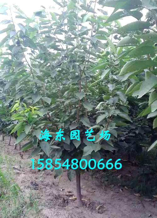 櫻桃苗木灌溉圖片