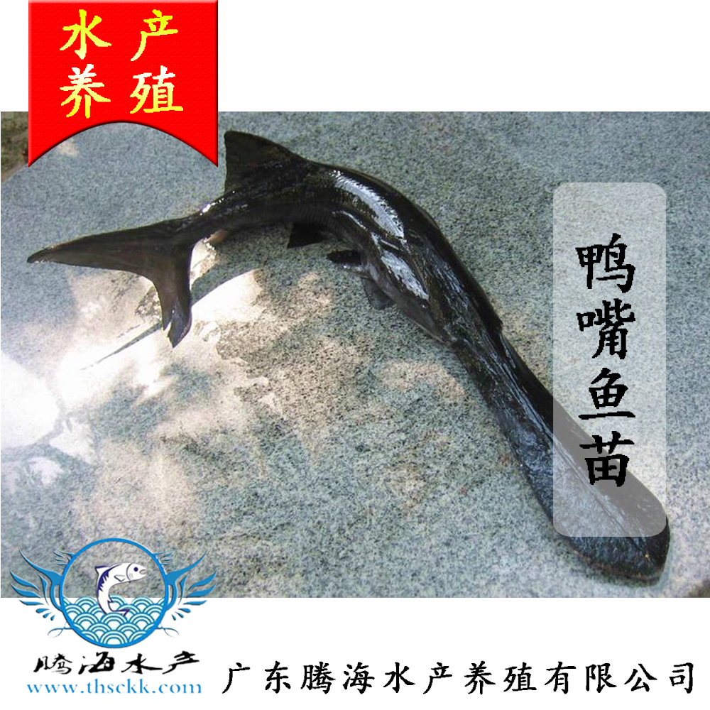 供應(yīng)廣東鴨嘴魚苗批發(fā)，廣東哪里有鴨嘴魚苗供應(yīng)批發(fā)
