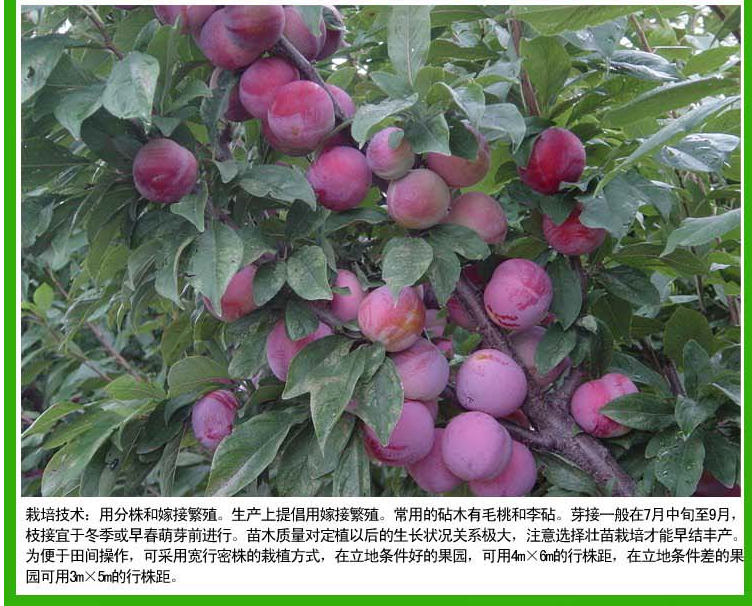 李子樹圖片/李子樹樣板圖 (3)