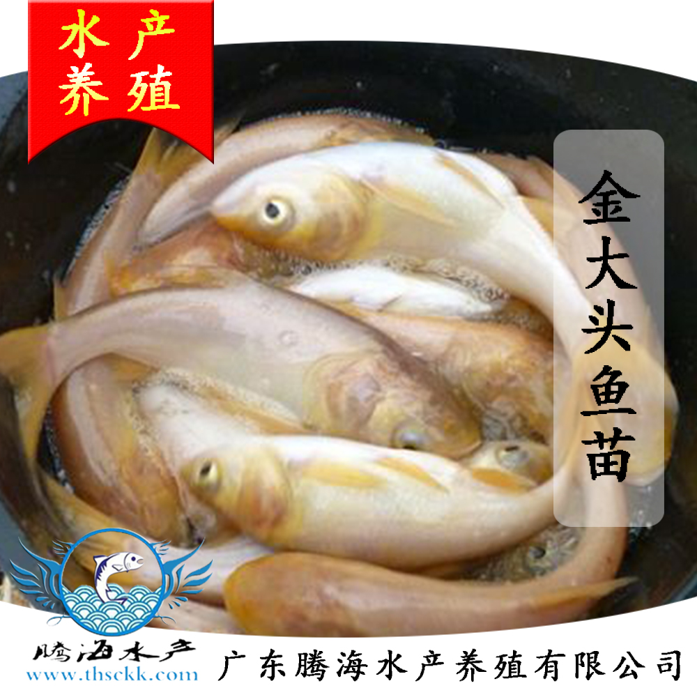 供應(yīng)廣東優(yōu)質(zhì)金大頭魚苗