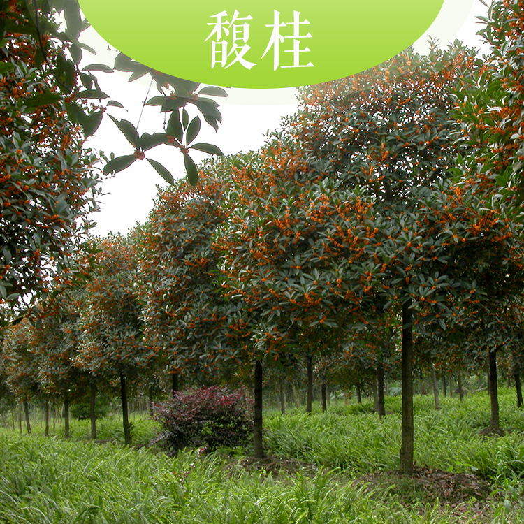 馥桂圖片/馥桂樣板圖 (2)