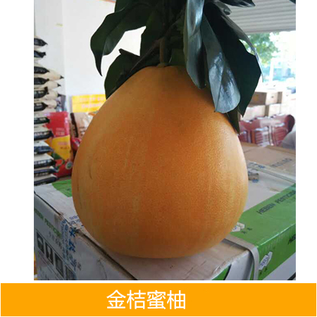 蜜柚苗圖片/蜜柚苗樣板圖 (4)