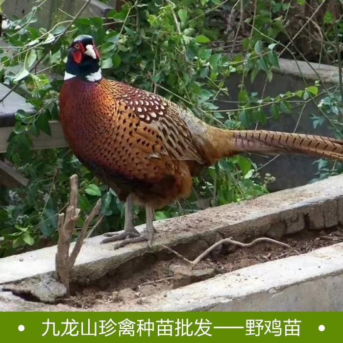 七彩山雞苗圖片/七彩山雞苗樣板圖 (2)