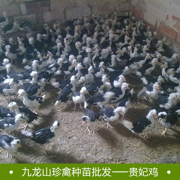 湖南貴妃雞圖片/湖南貴妃雞樣板圖 (4)