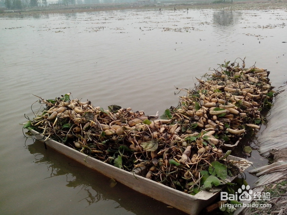 保定市保定荷花苗基地报价厂家用于绿化的荷花苗、芦苇苗、睡莲等 保定荷花苗基地报价