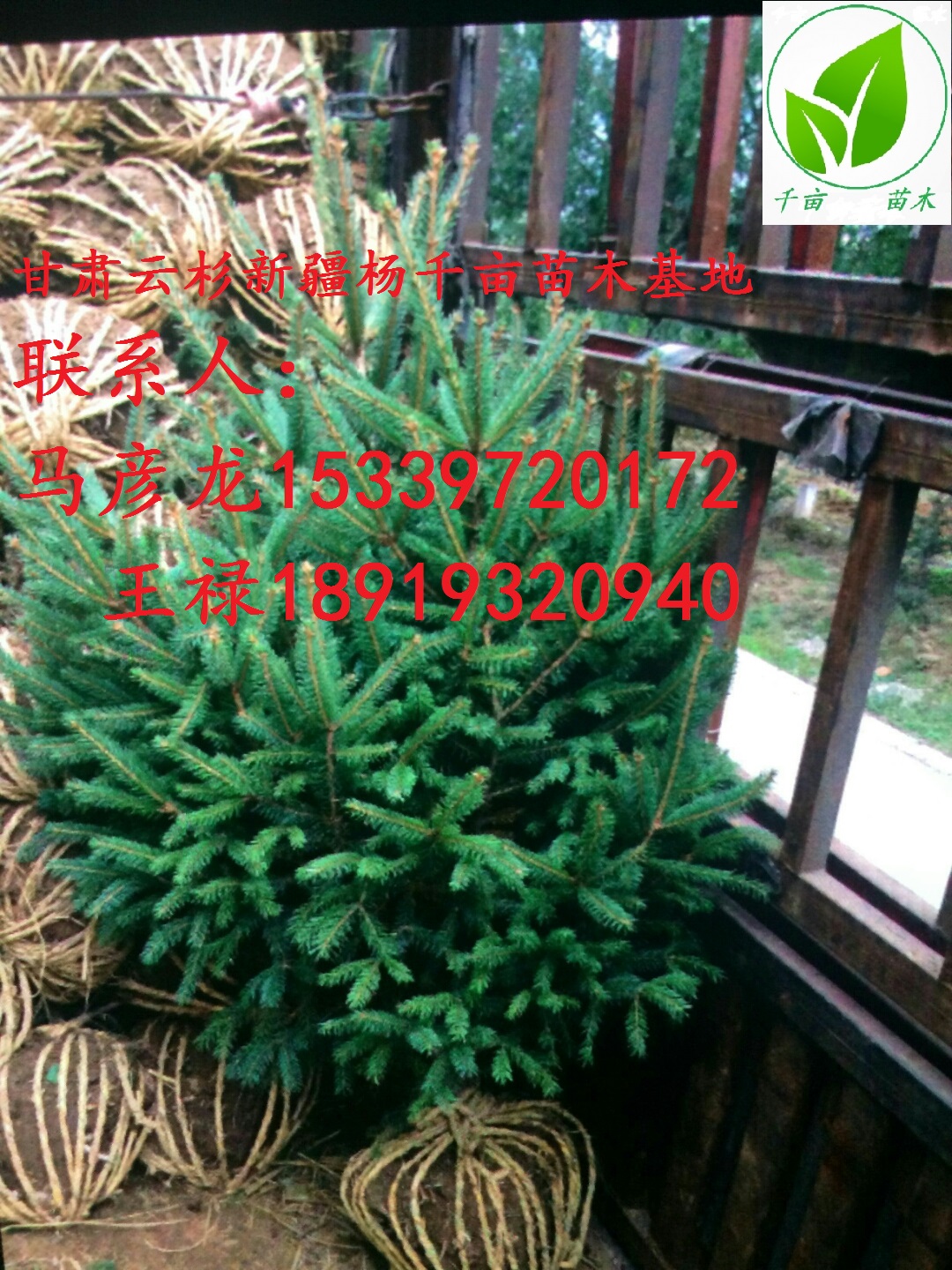 甘肅云杉、云杉在哪里、定西云杉多圖片