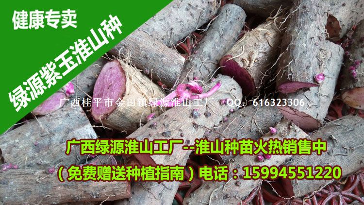 廣西桂平綠源淮山工廠紫玉淮山藥種銷售