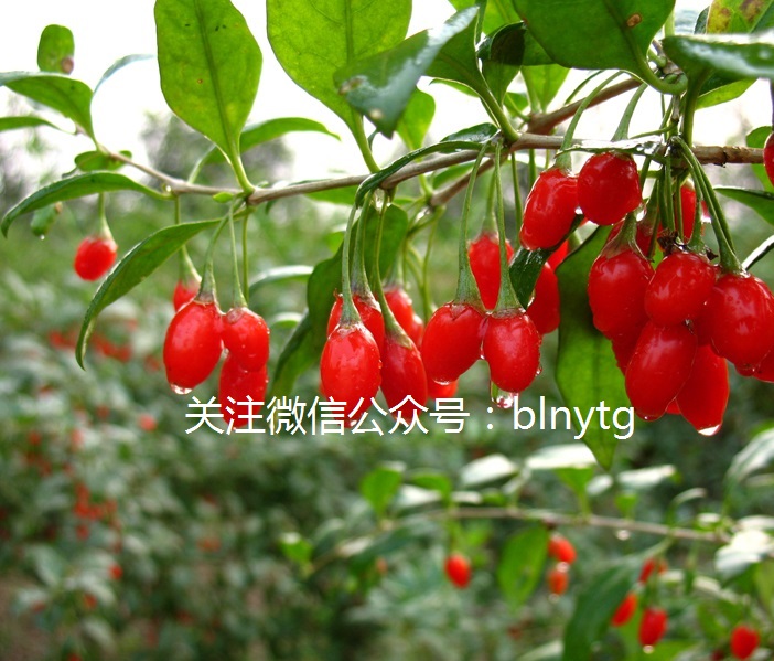 八覽鮮枸杞原液，生命中的貴族飲品圖片