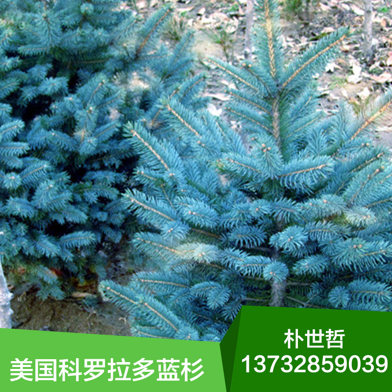 東北美國科羅拉多藍(lán)杉綠化苗木圖片/東北美國科羅拉多藍(lán)杉綠化苗木樣板圖 (3)