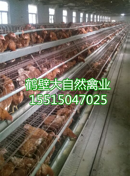 育成雞圖片/育成雞樣板圖 (1)