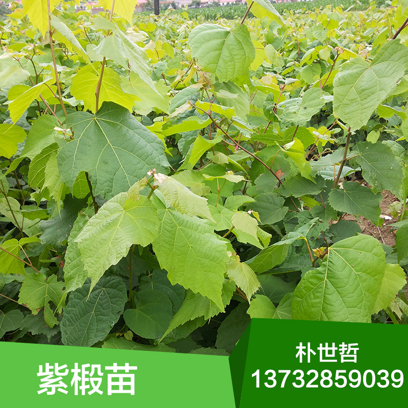 供應紫椴苗，紫椴苗價格，紫椴苗生產基地，紫椴小苗 ，基地直銷，紫椴樹苗木報價，紫椴苗批發(fā)，產地直銷，東北苗木，小苗批發(fā)