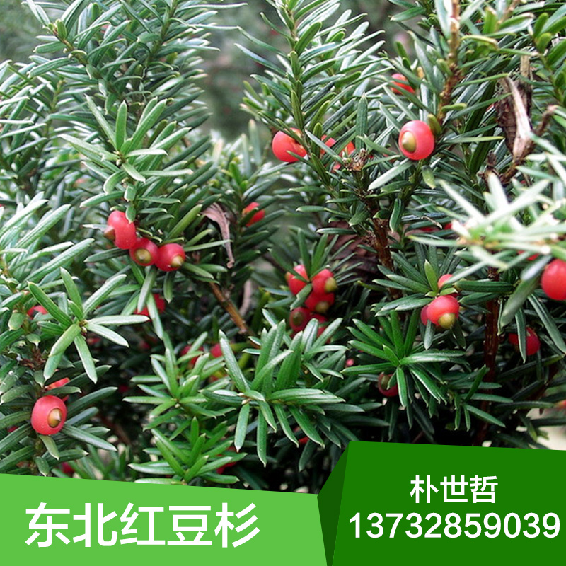 紅豆杉苗圖片/紅豆杉苗樣板圖 (2)