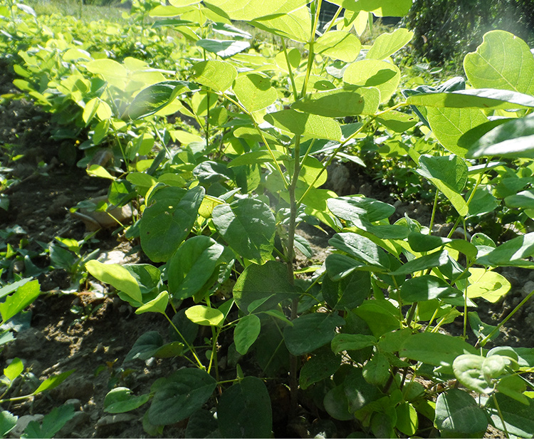 水曲柳圖片/水曲柳樣板圖 (2)