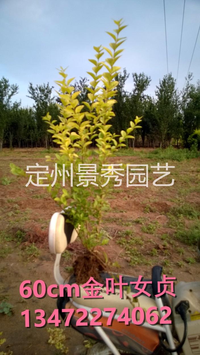 河北金葉女貞圖片/河北金葉女貞樣板圖 (2)