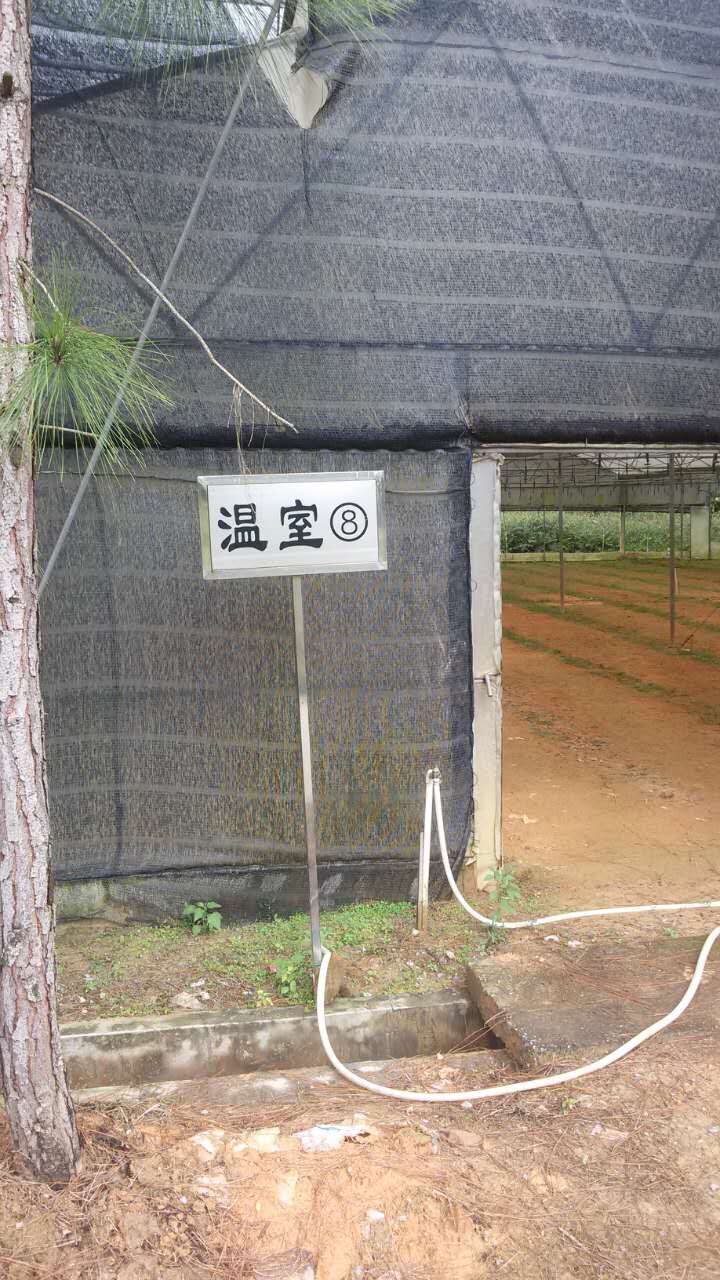 廣東良種杉苗-杉木苗生產(chǎn)基地圖片/廣東良種杉苗-杉木苗生產(chǎn)基地樣板圖 (2)