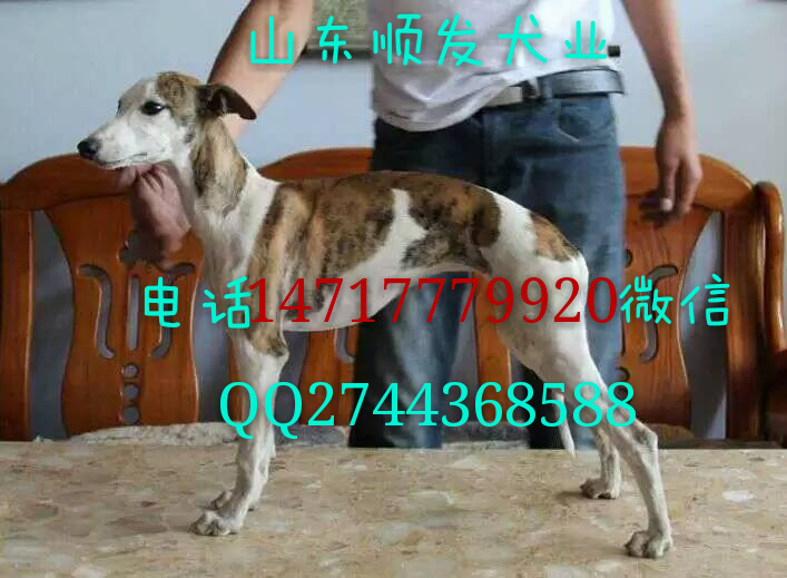 供应格力犬 惠比特  马犬 杜高犬