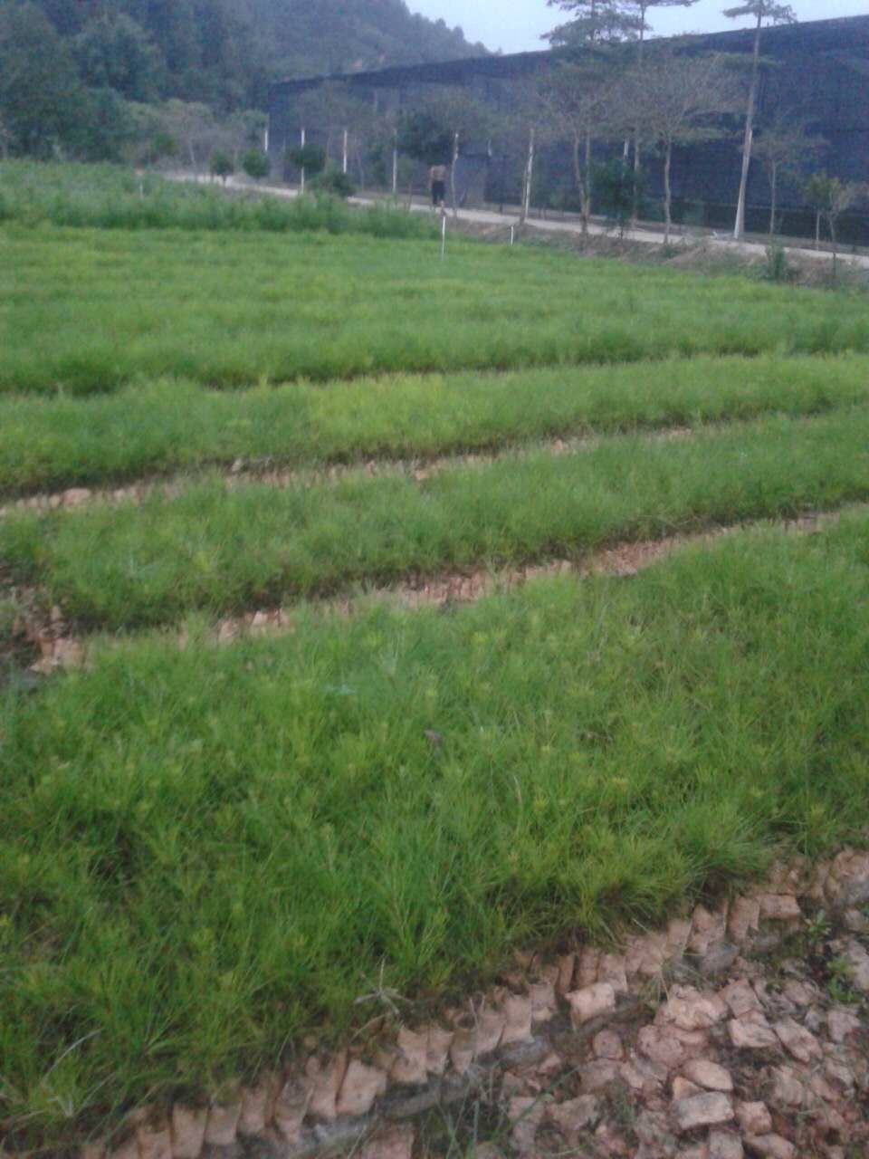 濕地松-廣東濕地松-松樹苗價(jià)格圖片/濕地松-廣東濕地松-松樹苗價(jià)格樣板圖 (2)