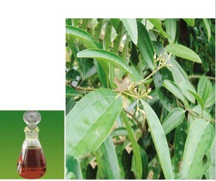 樟腦油圖片/樟腦油樣板圖 (3)