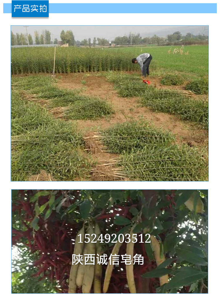 供應(yīng)皂角樹種植苗