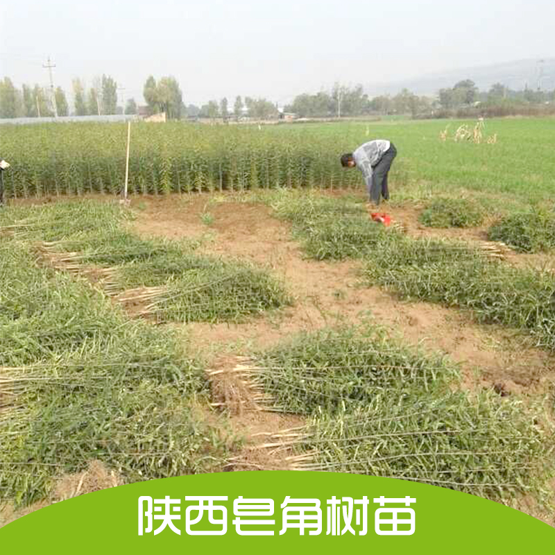 皂角樹(shù)種植苗圖片/皂角樹(shù)種植苗樣板圖 (2)