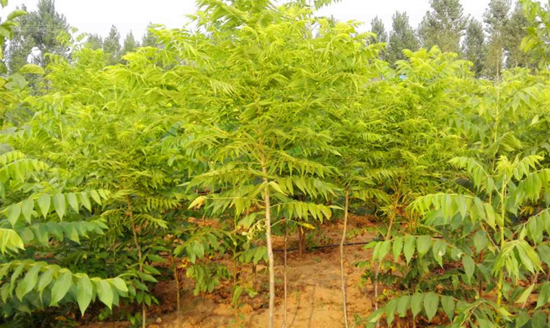 黑核桃圖片/黑核桃樣板圖 (3)